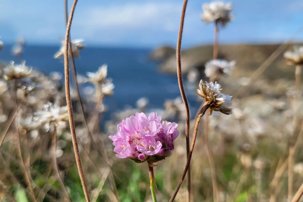 paysage joli fleur en bord de mer en bretagne
